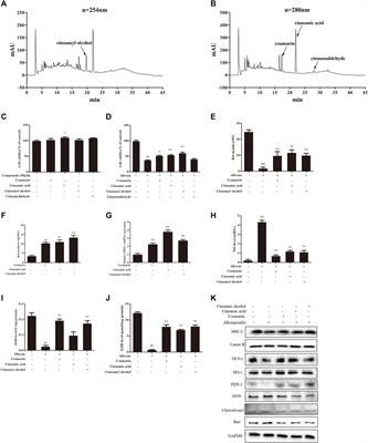 Ethyl-acetate fraction from a cinnamon-cortex extract protects pancreatic β-cells from oxidative stress damage